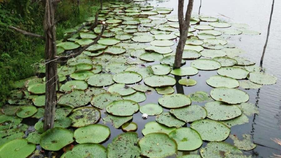 Amazon Safari® Manaus: Day trip on the Amazon River - Key points at a glance