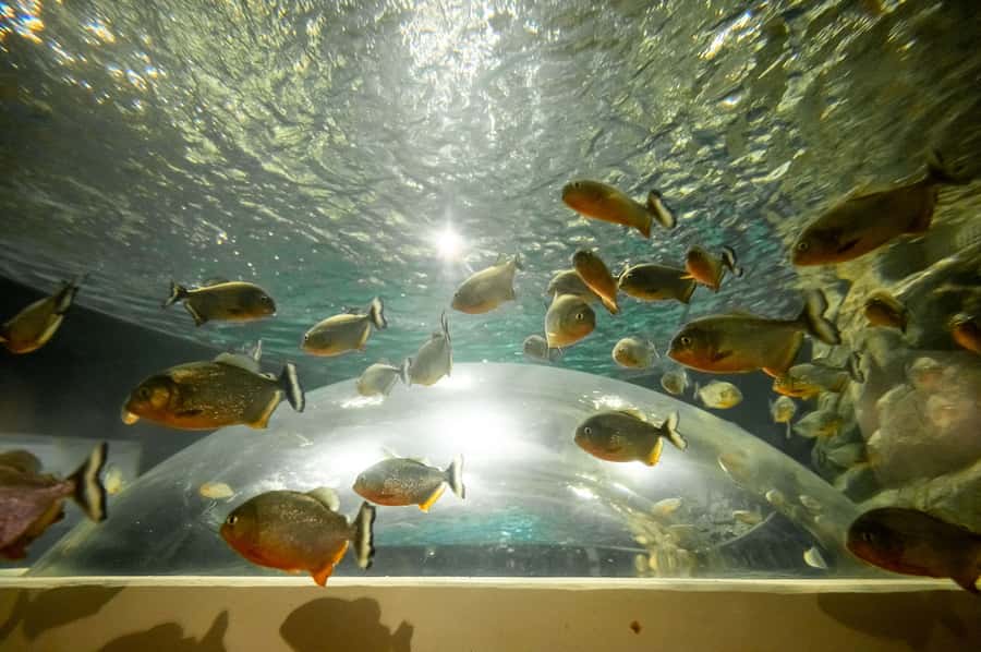 AquaRio and Olympic Boulevard Small Group Tour - From the South Zone to AquaRio’s Ocean Tank