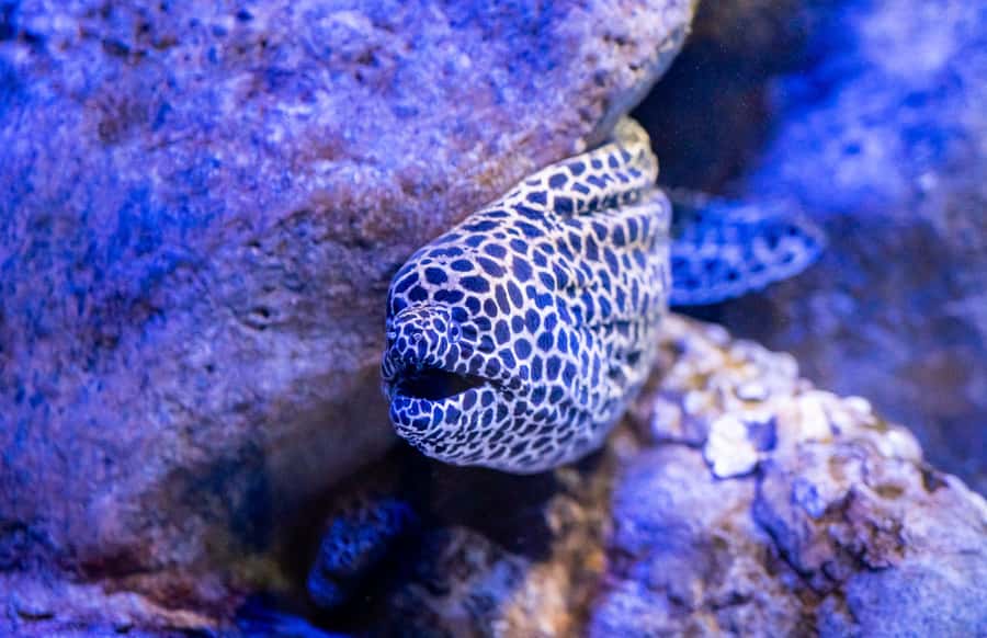 AquaRio and Olympic Boulevard Small Group Tour - What the $65 Price Covers
