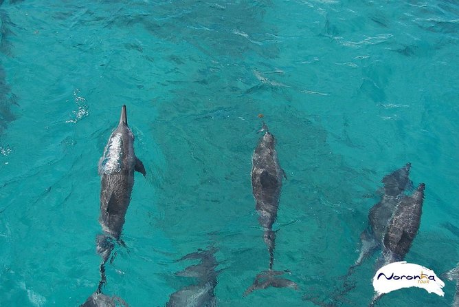Baia do Sancho Boat Tour - Why this boat trip is a strong choice for Noronha