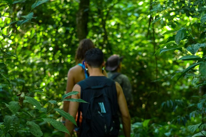 Bathing in the Forest Trail in Foz do Iguaçu - Why this forest walk feels different from a standard park visit