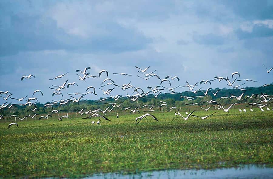 Belém: 2, 3 or 4-Day Marajó Island Excursion with Lodging - What can go wrong, and how to protect your booking