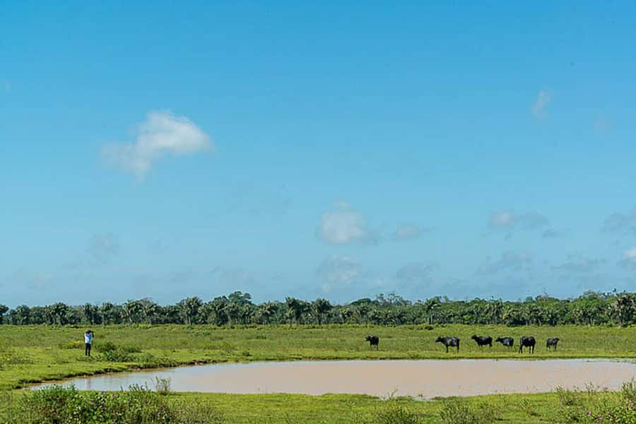 Belém: 2, 3 or 4-Day Marajó Island Excursion with Lodging - Should you book this Marajó Island trip?