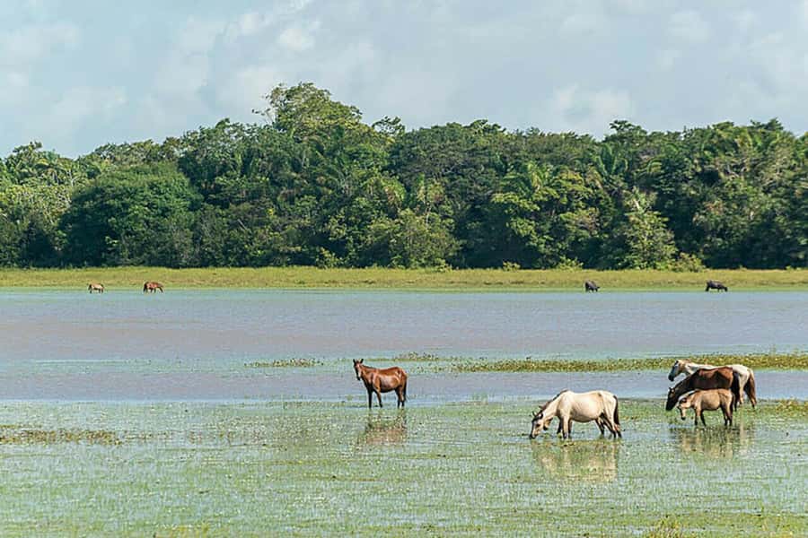 Belém: Marajó Island Day Trip with Buffalo Farm Visit - Should you book it?
