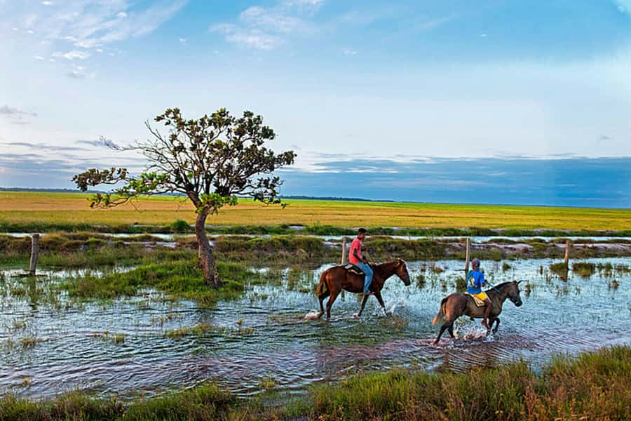Belém: Marajó Island Day Trip with Buffalo Farm Visit - A long day with real transport tradeoffs