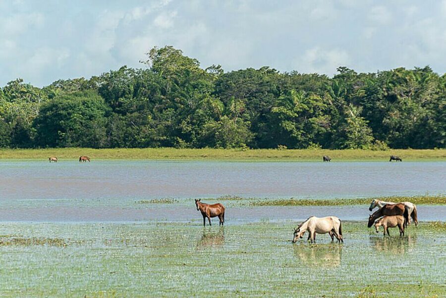 Belém: Marajó Island Day Trip with Buffalo Farm Visit - Beaches, food, and time to slow down