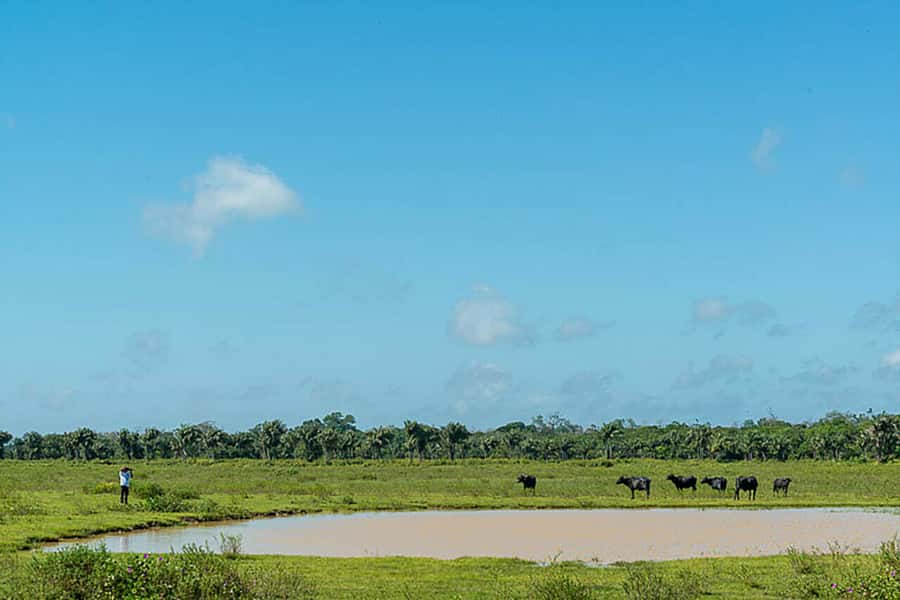 Belém: Marajó Island Day Trip with Buffalo Farm Visit - Practical details that can make the day easier