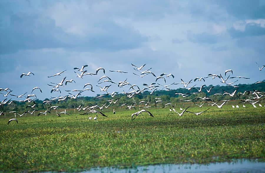 Belém: Marajó Island Day Trip with Buffalo Farm Visit - Who will get the most from this Marajó day trip