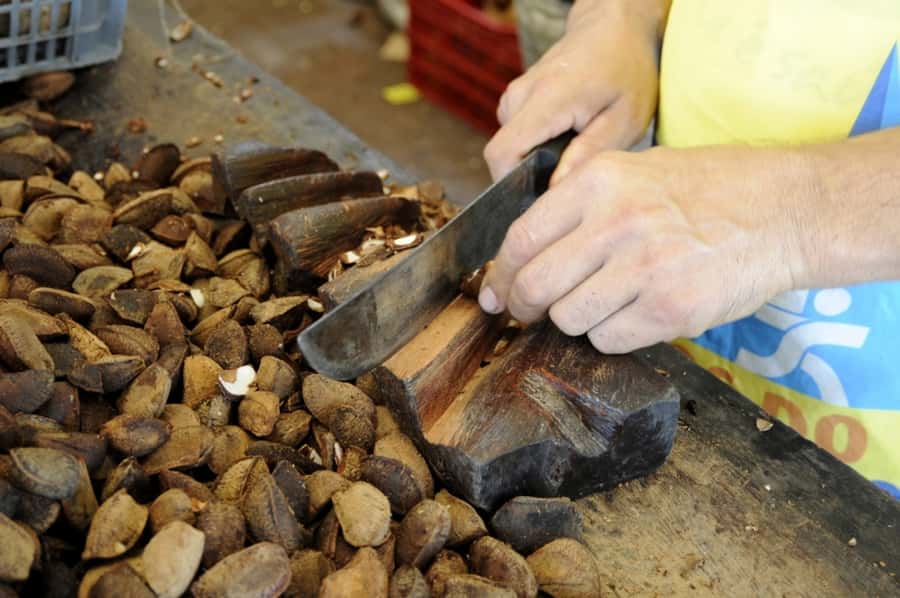 Belém: Ver-o-Peso Market and Full-Day City Tour with Lunch - Emilio Goeldi Museum and Amazonian wildlife