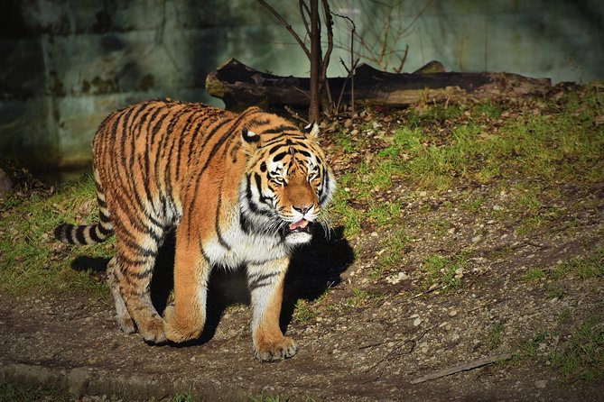 Blumenau and Pomerode - Balneário Camboriú City Tour by Centrotur - Hermann Blumenau and the colonial family collection