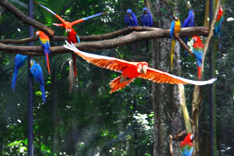 Brazilian Falls, Bird Park and Itaipu Dam - Key points to know before booking