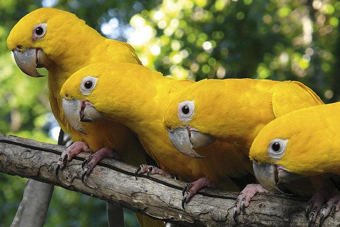 Brazilian Falls, Bird Park and Itaipu Dam from Foz do Iguaçu - Parque das Aves: a thoughtful two-hour stop