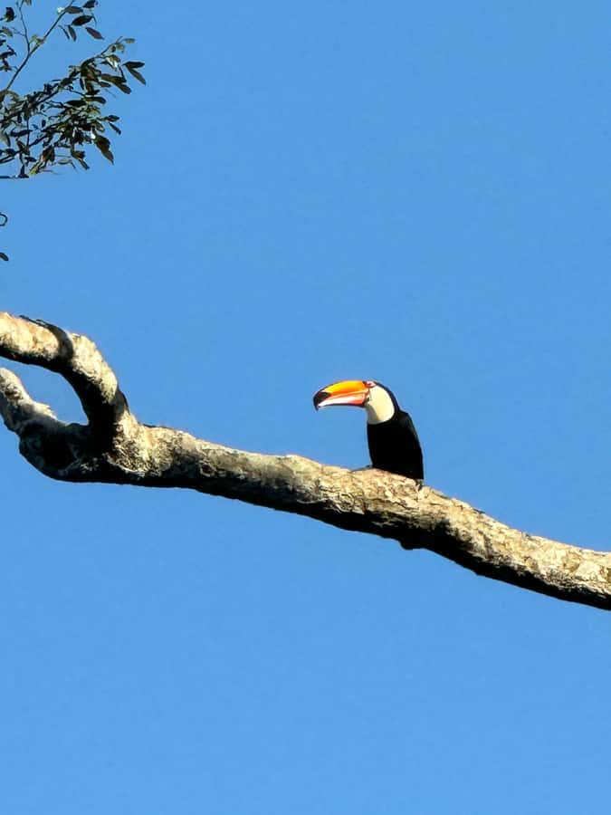 Brazilian Iguassu Falls,Bird park Boat Safari all tickets - Parque das Aves: a strong first stop