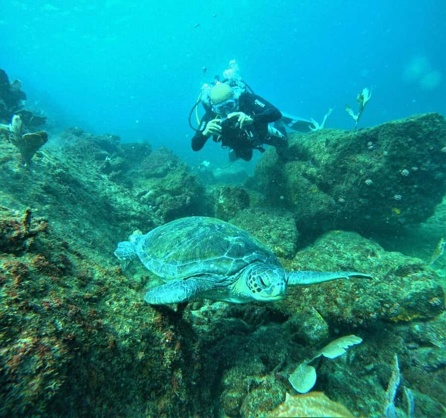 Buzios - DIVING EXPERIENCE - What the Búzios reef experience is really like