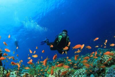 DIVING EXPERIENCE