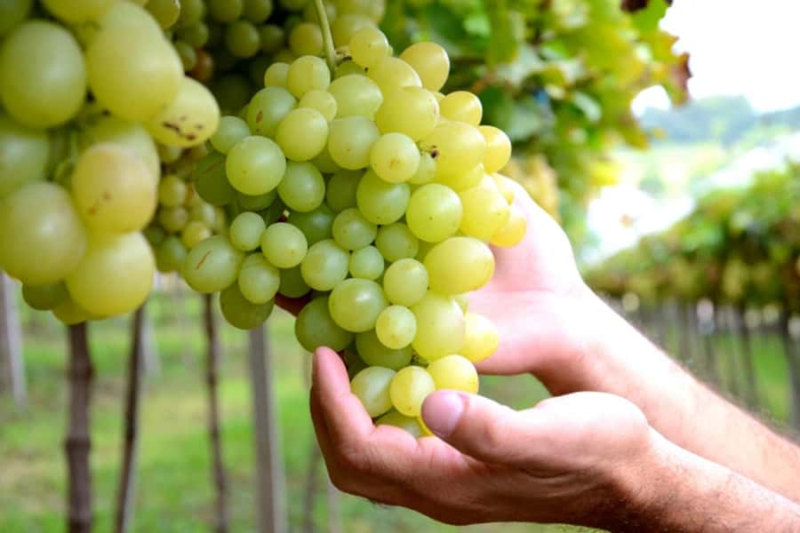 Canela/Gramado: South Wineries, Wine Train, & Italian Park - Maria Fumaça, a train ride with a show built in