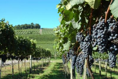 Canela/Gramado: South Wineries, Wine Train, & Italian Park