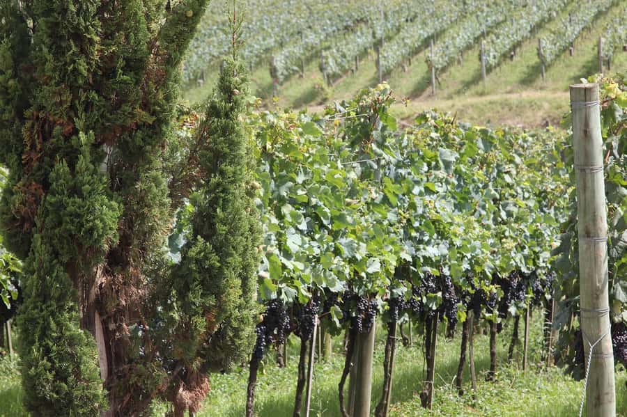 Canela/Gramado: South Wineries, Wine Train, & Italian Park - Italian Epic Park and the immigrant story