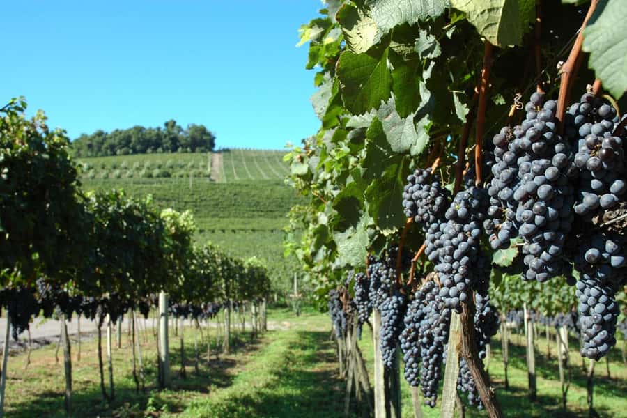Canela/Gramado: South Wineries, Wine Train, & Italian Park - Aurora Winery and the route from grape to bottle