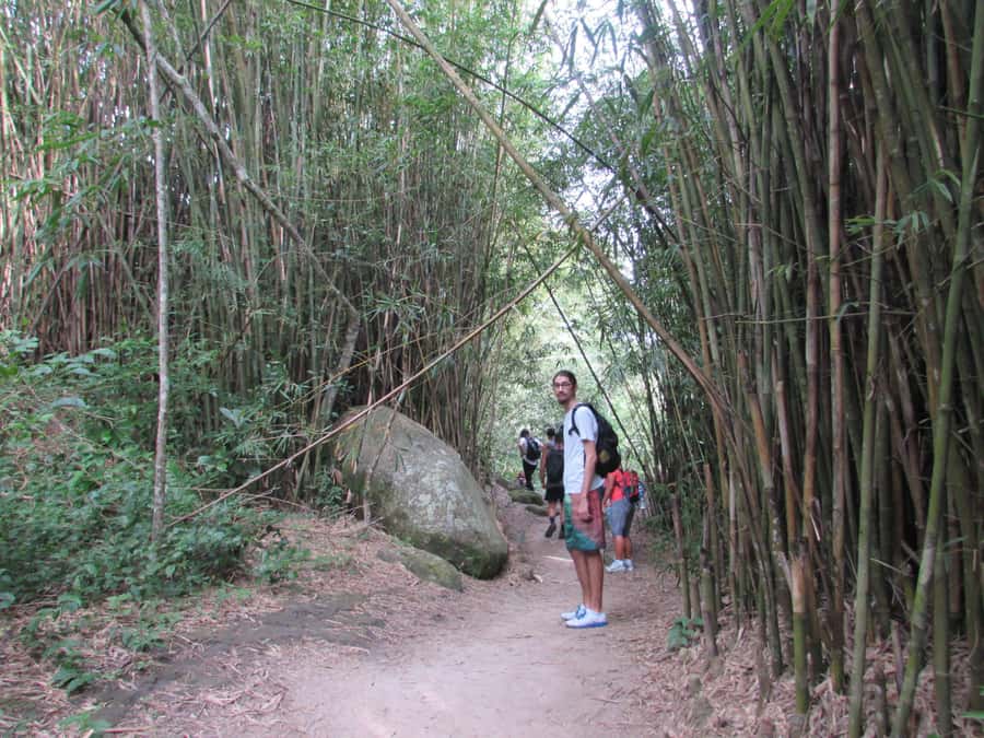 Discover Pedra do Telégrafo: Scenic Hike with Expert Guide - A moderate trail through Rio’s coastal forest