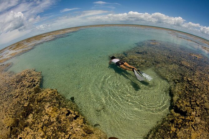 Discover Underwater Beauty: Explore Maracajaú's Parrachos Reef - Why Maracajaú is worth the day from Natal