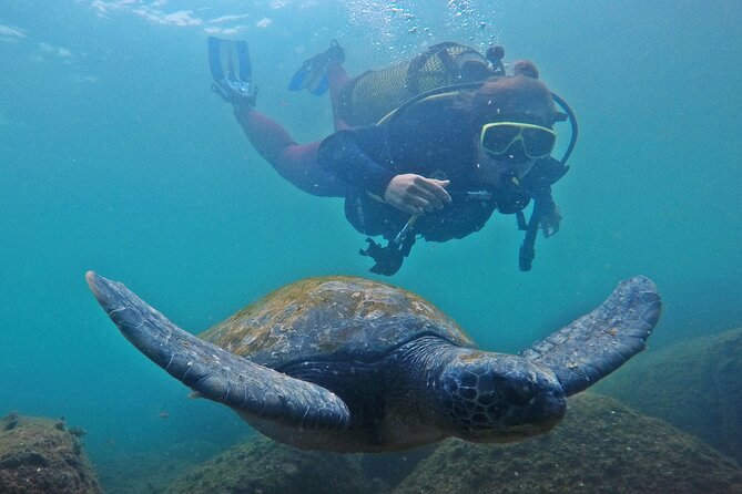 Diving with Turtles in Floripa - Why this small-group sea trip works for beginners