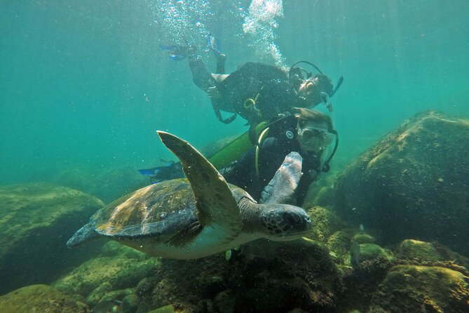 Diving with Turtles in Floripa - What you may see beneath the surface