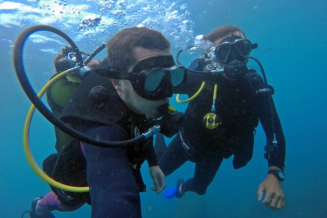 Diving with Turtles in Floripa - Is the $97.82 price good value?