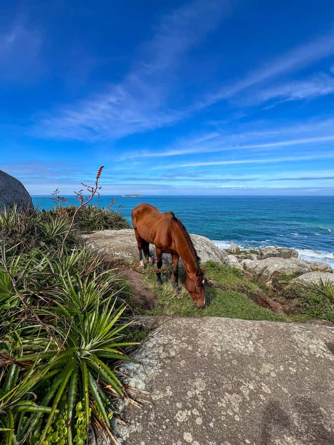 Florianopolis: Gravata Beach Trail with Picnic - A short route with a real sense of escape