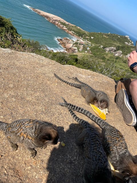 Florianopolis: Gravata Beach Trail with Picnic - The cliff path and wide coastal views