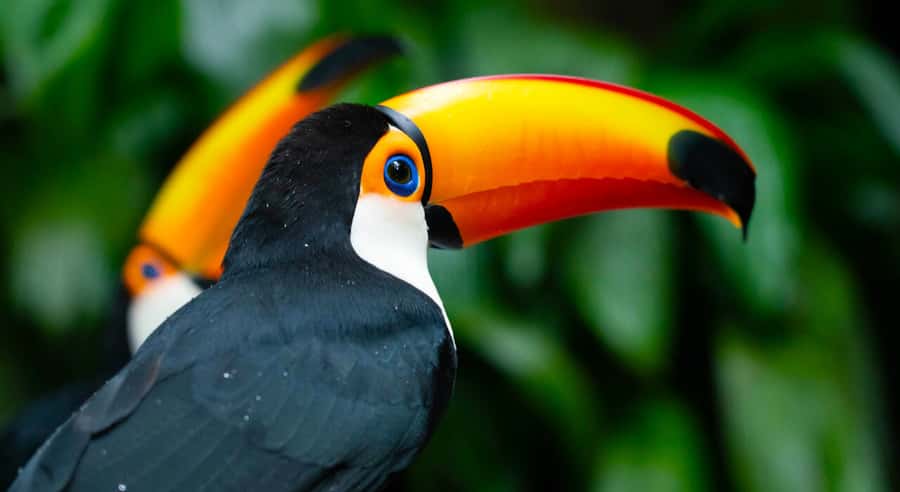 Foz do Iguaçu: Bird Park Tour with Tickets - A bird park beside the Iguaçu falls