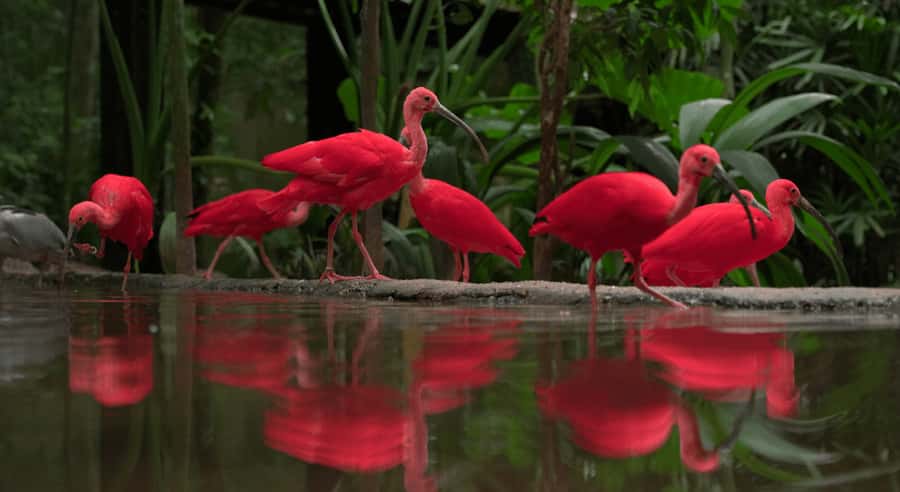 Foz do Iguaçu: Bird Park Tour with Tickets - The guide question: know what you are buying