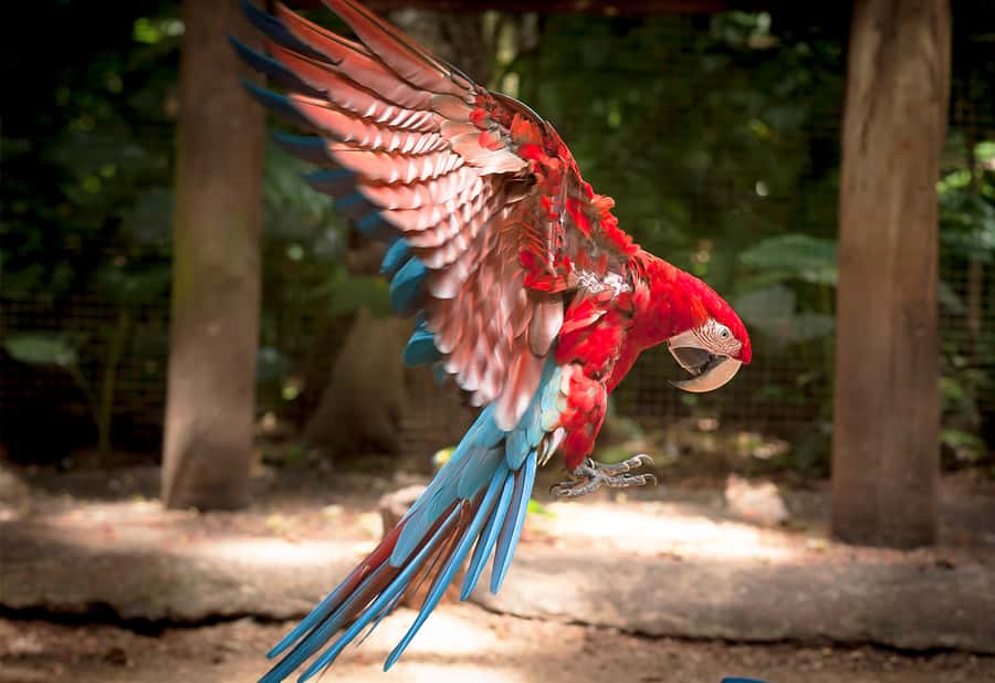 Foz do Iguaçu: Bird Park Tour with Tickets - How much time you really need