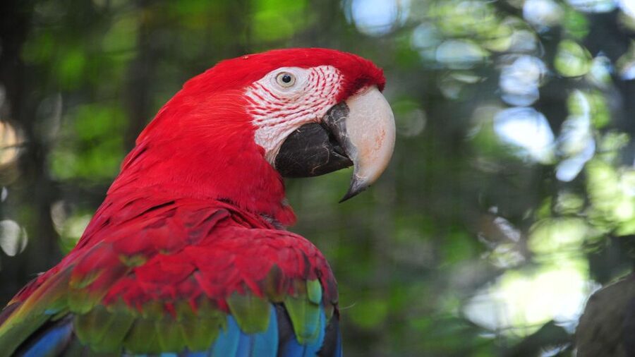 Foz do Iguaçu: Brazilian Side of the Falls + Bird Park - What the six-hour schedule really gives you