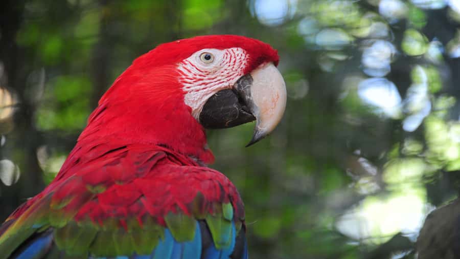 Foz do Iguaçu: Brazilian Side of the Falls + Bird Park - Should you book this Iguaçu Falls and Bird Park tour?