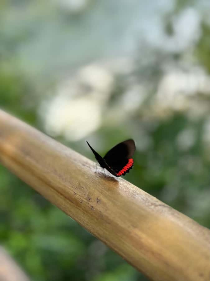 from Foz do Iguaçu: Private Tour on Argentinean Falls - The Lower Circuit: spray, sound, and close views