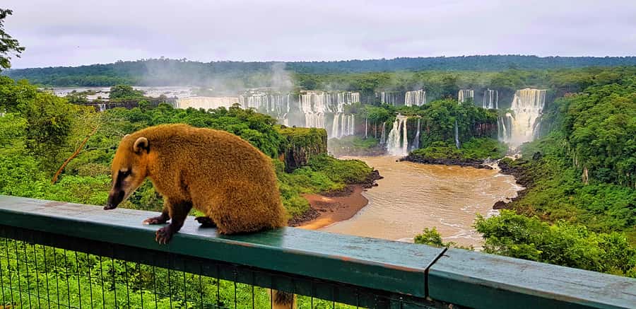 From Foz do Iguazu: Brazil Iguazu Falls & Macuco Safari Boat - From your hotel to the national park