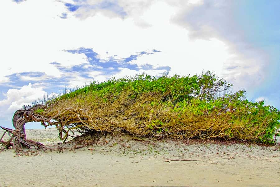 From Jericoacoara: Preá Beach and Paradise Lagoon Tour - A Seven-Hour Route Beyond Jericoacoara