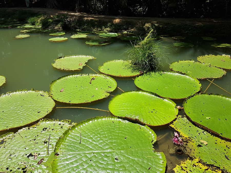 From Manaus: 3 or 4-Day Rio Negro & Anavilhanas River Cruise - Is $600 per person good value?