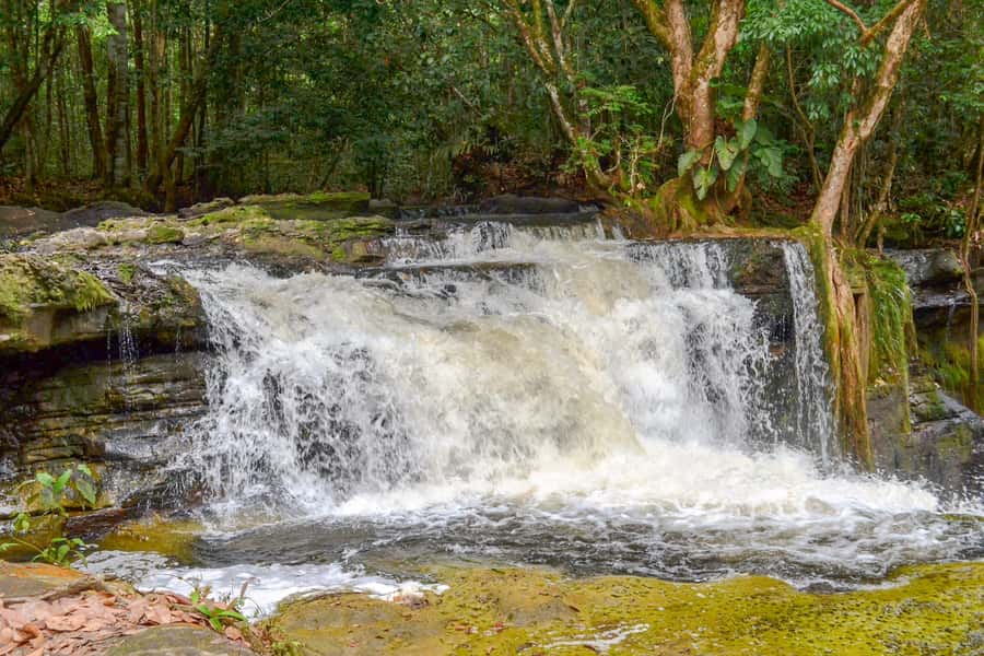 From Manaus: Presidente Figueiredo Waterfalls Daytrip - Forest walking between the attractions