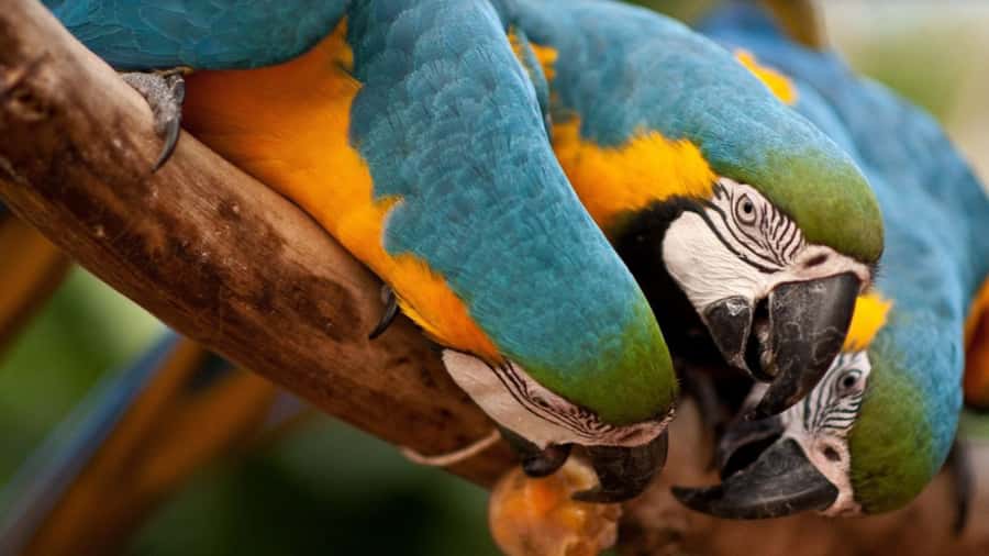 From Puerto Iguazú: Brazilian Bird Park Tour with Tickets - Key points to know before booking