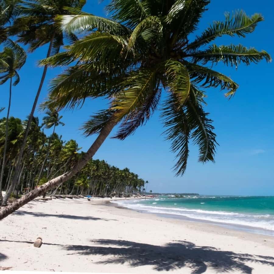 From Recife : Carneiros Beach - Why Carneiros Beach Makes a Good Day Trip From Recife