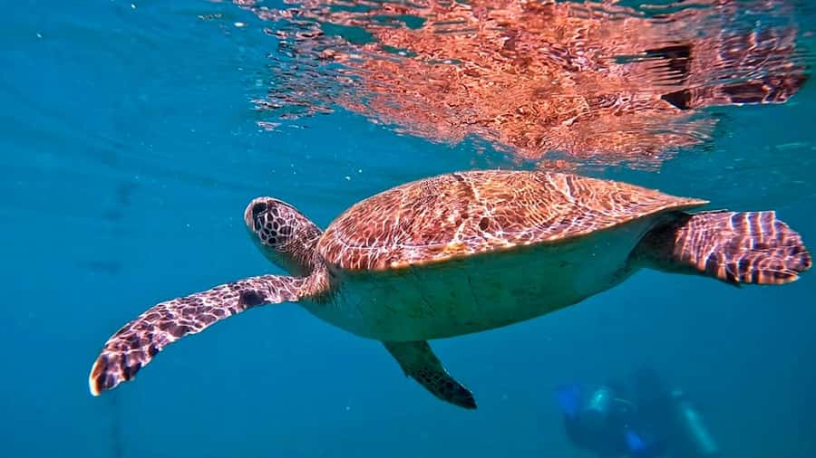 from Rio de Janeiro: Diving in Buzios - What the 45 to 60-minute session is really like