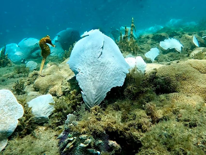 from Rio de Janeiro: Diving in Buzios - Should you book it?