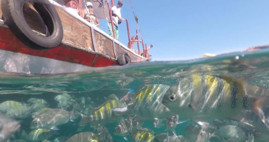 From Rio de Janeiro: Ilha Grande Day Trip - Who Will Enjoy This Ilha Grande Day Trip