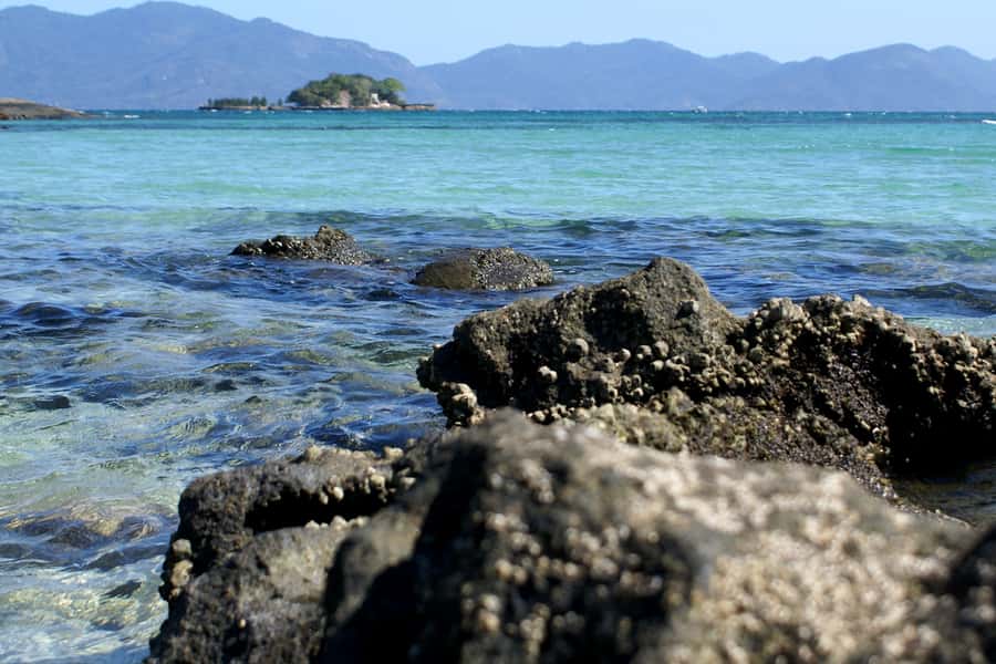 From Rio: Full-Day Angra dos Reis Cruise & Island Tour - Watching for dolphins, turtles, and rainforest birds
