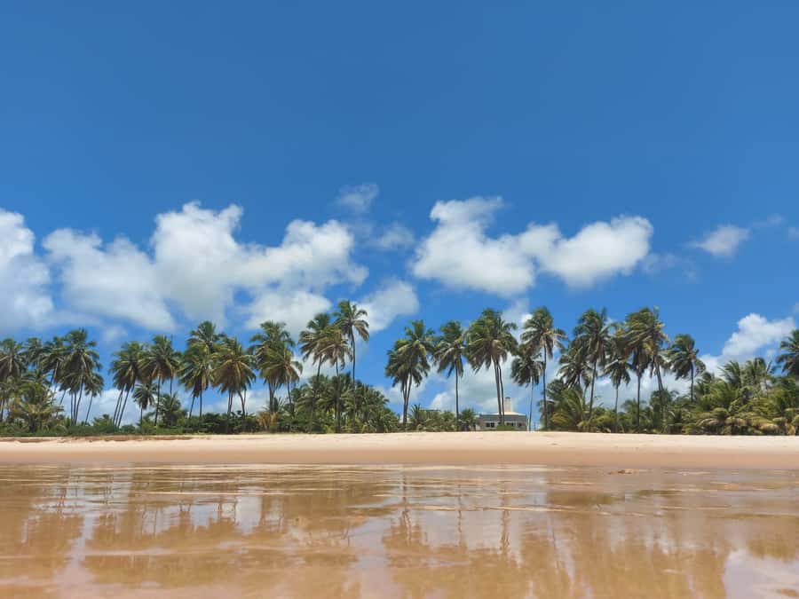 From Salvador: Praia do Forte & Guarajuba Beach Daytrip - Who Should Book This Beach Day?