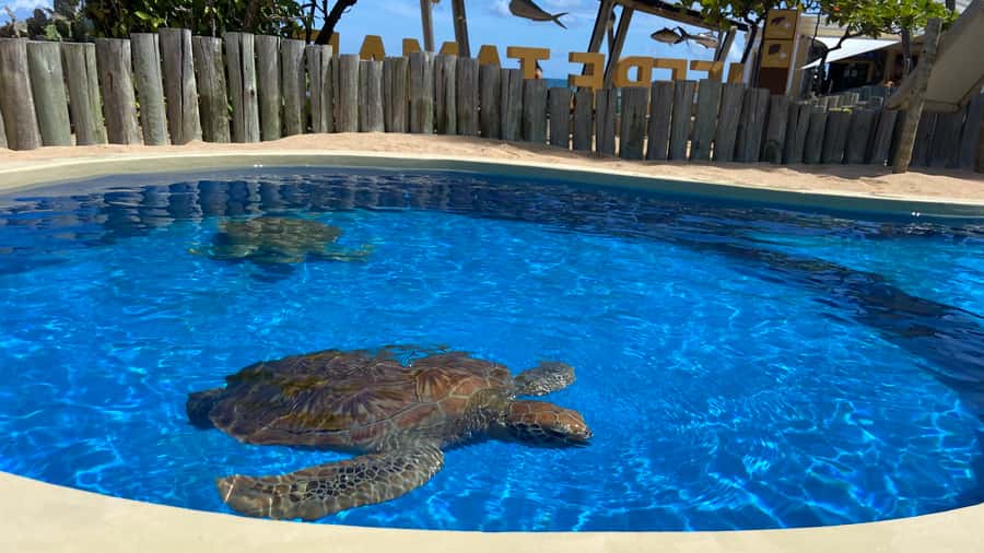From Salvador: Praia do Forte & Guarajuba Beach Daytrip - Three Hours at Guarajuba Beach