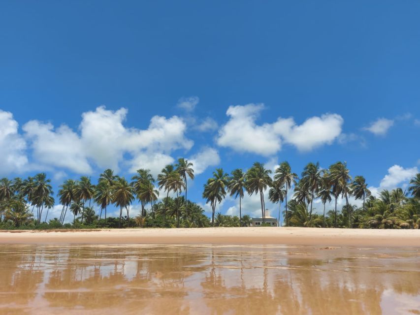 From Salvador: Praia do Forte & Guarajuba Beach Daytrip - Is $160 a Fair Price?