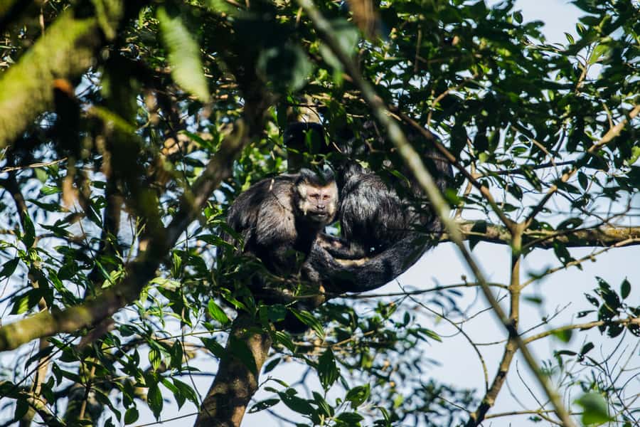 From São Paulo: Private Tour of Atlantic Forest & Valleys - What a private guide adds